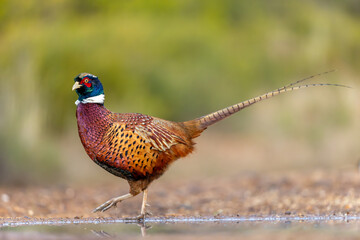 Male Pheasant with beautiful colored feathers in Iberia, Spain. The male bird are known for their very nice colors, especially in this beautiful winter afternoon sun. 