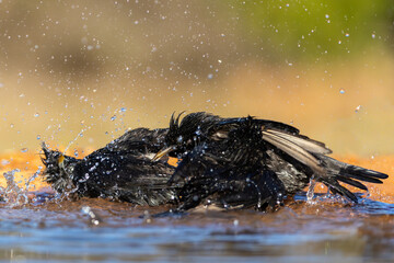 Black Starling in wild bathing action in a waterhole