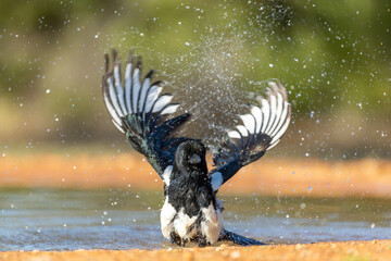 European Magpie bird bathing in a water hole displaying great behaviors 