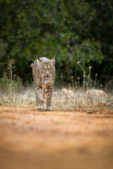 Iberian Lynx walking straight to the camera in the wild in Spain, Europe. The Iberian Lynx is one of the rarest animals on the planet and was near extermination. 