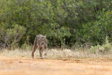 Iberian Lynx walking straight to the camera in the wild in Spain, Europe. The Iberian Lynx is one of the rarest animals on the planet and was near extermination. 