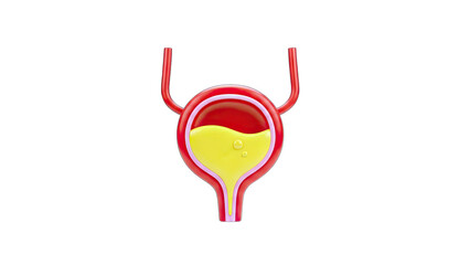 3D Render of Human Bladder with Urine - Medical Illustration
