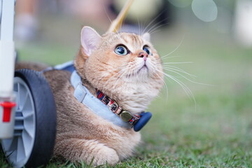 Cute and Curious Cat with Bright Eyes Relaxing on Green Grass with Harness and Leash, Looking Up...