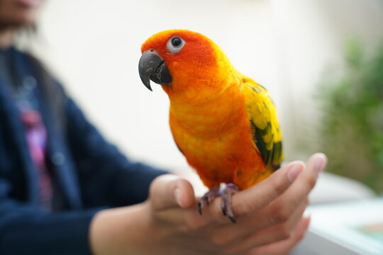 parrot in hand