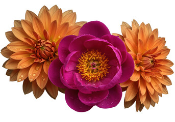 Two vibrant orange dahlias framing a lush magenta peony with a detailed stamen, one dahlia with glistening water droplets, against a stark black background. Concept of dramatic floral beauty