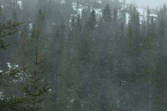 snowing in the forest