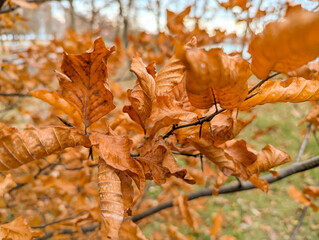 Yellowed beech leaves curl as they dry on their branches. Photographed with bokeh. Close-up with a blurred background. A riot of orange colors, a fading autumn.