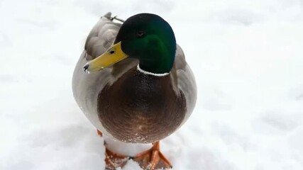 Close-up Mallard Duck Walking in Snow | Beautiful Drake with Iridescent Green Head, Yellow Bill, and Orange Feet in Cold Winter Weather