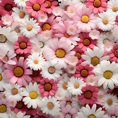 Cheerful Pink and White Daisy Flowers Background, Spring Marguerite Pattern for Greeting Cards