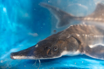 Naklejka premium A great white shark swims through the deep blue ocean water near a coral reef, a powerful marine predator in its natural underwater habitat where nature meets danger