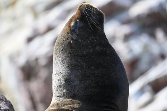 Sea lion