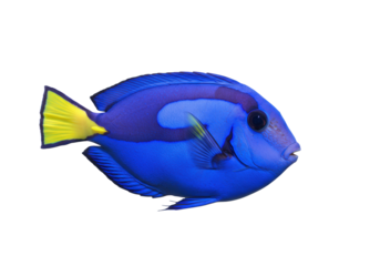 A vibrant Regal Blue Tang fish with intricate fins and dark eye, gracefully swimming against a transparent background with copy space, concept of marine biological elegance