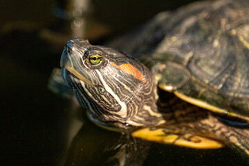 Turtle swimming gracefully in clear water natural habitat wildlife close-up view