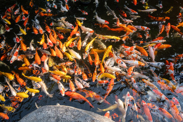 Koi fish swimming gracefully in tranquil pond nature scene serene environment aerial view