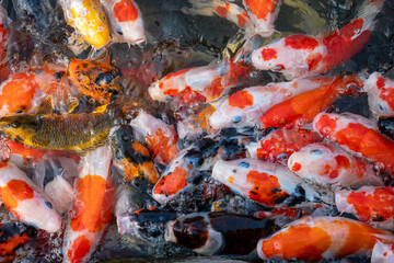 Vibrant koi fish swimming together tranquil pond nature underwater view serenity