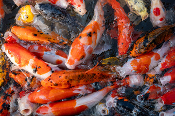 Colorful koi fish swimming in a tranquil pond nature serene environment close-up view