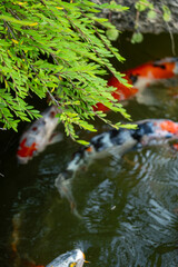 Graceful koi fish swimming in tranquil pond under lush greenery nature