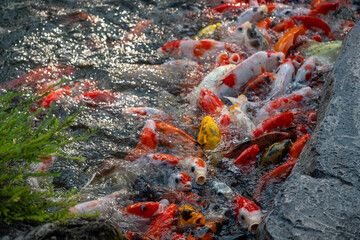Vibrant koi fish feeding frenzy garden pond nature serene environment close-up view