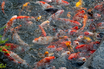 Koi fish feeding frenzy in tranquil garden pond nature close-up view