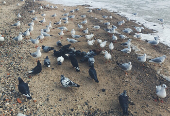 Seagulls and pigeons enjoy the sun