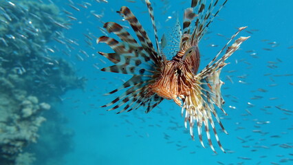 Lion Fish in the Red Sea in clear blue water hunting for food .
Lion Fish, the lionfish preys on a coral reef protected by its long venomous spines. 