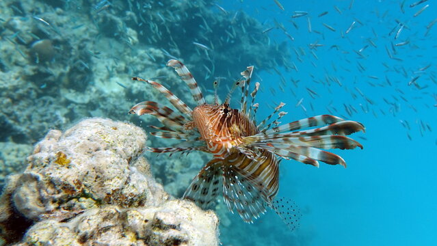 Lion Fish in the Red Sea in clear blue water hunting for food .
