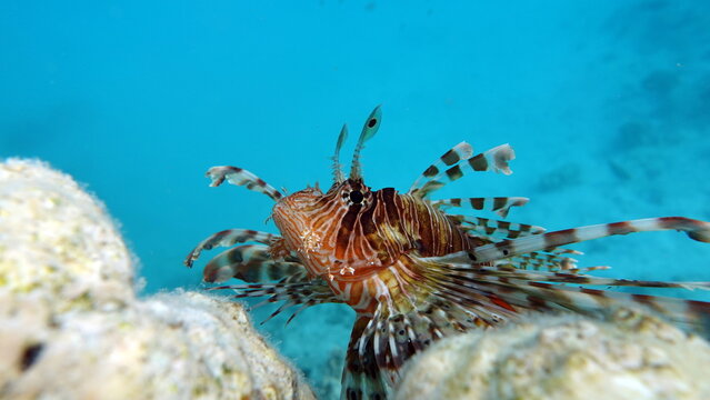 Lion Fish in the Red Sea.

Lion Fish in the Red Sea in clear blue water hunting for food .
