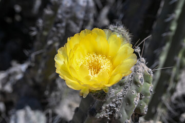 Cactus flower