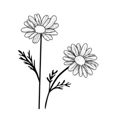 Minimalist black and white vector illustration of two chamomile flowers and buds on stems, perfect for natural product packaging or branding design.
