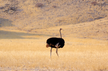 Naklejka premium Autruche en Namibie
