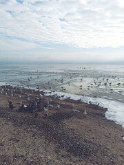 Seagulls and pigeons enjoy the sun