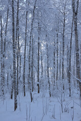 Frosty Lapland forest in winter with bird boxes on snow-covered trees; Finland woodland snow scene in Arctic Circle
