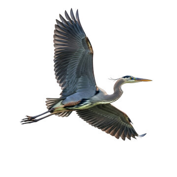Majestic great blue heron soars through the air in dramatic flight