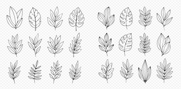 Set of hand-drawn outline leaves and branches, botanical elements for design projects.