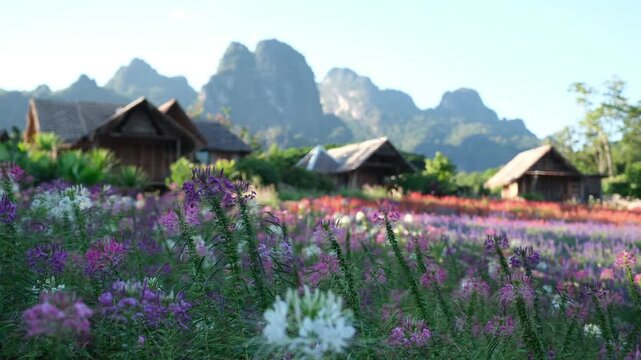 A beautiful colorful flower field with wooden cabin and limestone mountains in background