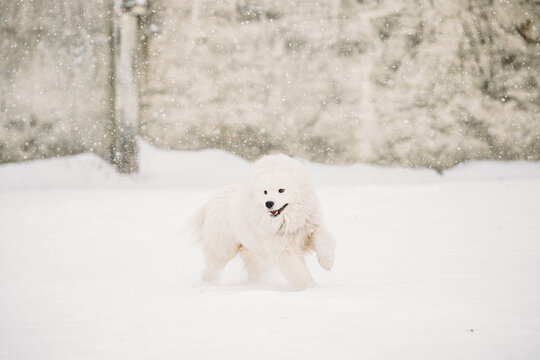 Young White Samoyed Dog Bjelkier, Smiley, Sammy Playing Running Outdoor In Snow, Winter Season. Playful Pet Outdoors.