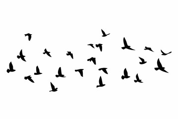 Flying birds silhouettes on w...