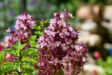 Close-up of aromatic purple basil flowers in a sunny garden.