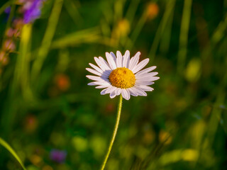 Fine-rayed flowers (Erigeron annuus), which are very well suited as a natural background. Taken in Tremosine. Tremosine is a municipality on the western shore of Lake Garda.