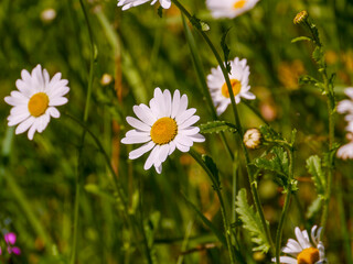 Fatty meadow daisies (Leucanthemum ircutianum), which are very well suited as a natural background. Taken in Tremosine.