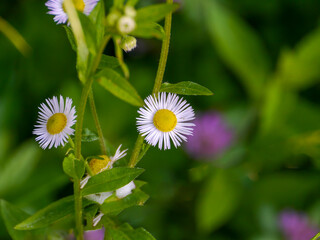 Fine-rayed flowers (Erigeron annuus), which are very well suited as a natural background. Taken in Tremosine.