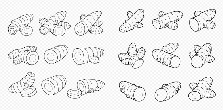 Set of hand-drawn turmeric and ginger roots with slices in outline style on a transparent background.