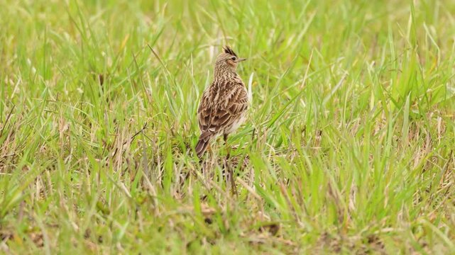 Eurasian sky Lark in the grass.