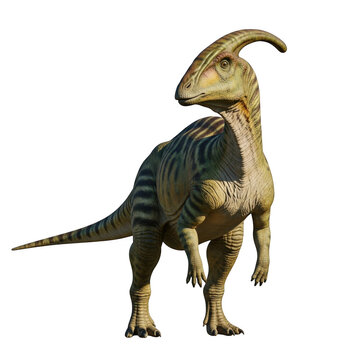 Realistic parasaurolophus dinosaur standing majestic studio