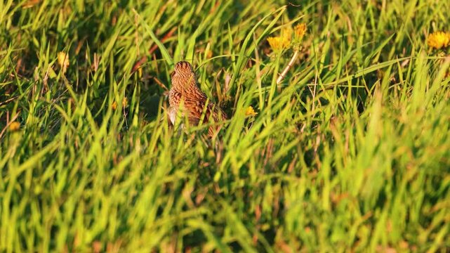 Eurasian sky Lark in the grass.