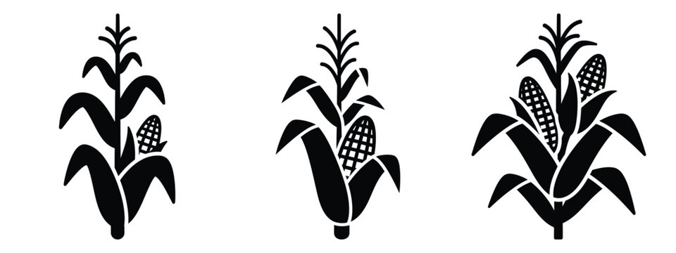 buy bamboo plant 8 Lucky Bamboo Plants 5 Stem Arrangements  Houseplants New York LLC
