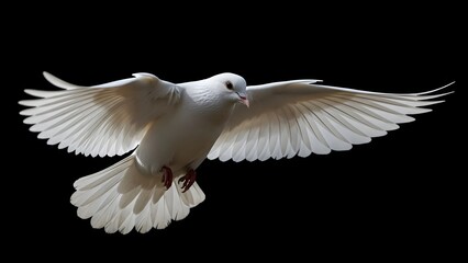 Obraz premium white dove flying in the black background dove silhouette side viewJPG. peace dove isolated on black.