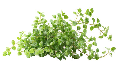 Obraz premium Creeping Wire Vine Muehlenbeckia isolated