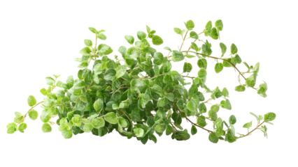 Creeping Wire Vine Muehlenbeckia isolated