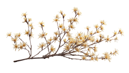 Dried Flower Branch on Transparent Background